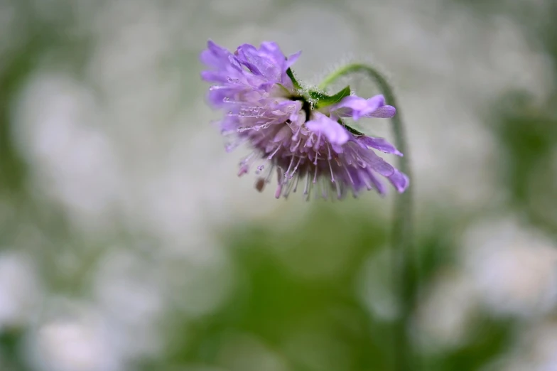 a close up of a purple flower with a blurry background, by Anna Haifisch, flickr, romanticism, wild flowers, pincushion lens effect, delicate rain, soft blue light