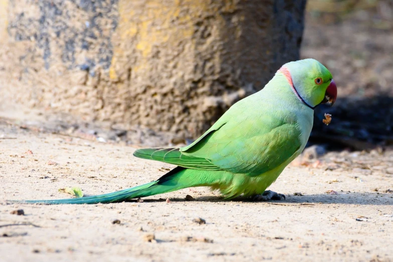 a green bird sitting on top of a sandy ground, albino, parrots, eating, lime green