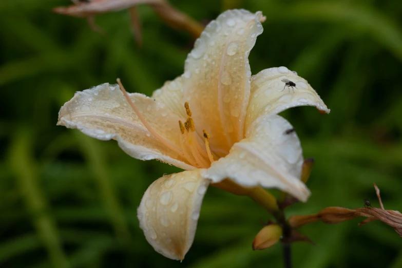 a close up of a flower with water droplets on it, by David Garner, renaissance, lily flowers, pale orange colors, nice slight overcast weather, detailed white