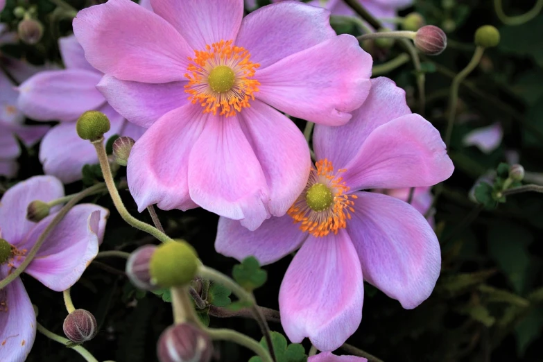 a close up of a bunch of pink flowers, by Jim Nelson, flickr, art nouveau, anemone, colour photograph, light purple, close up front view