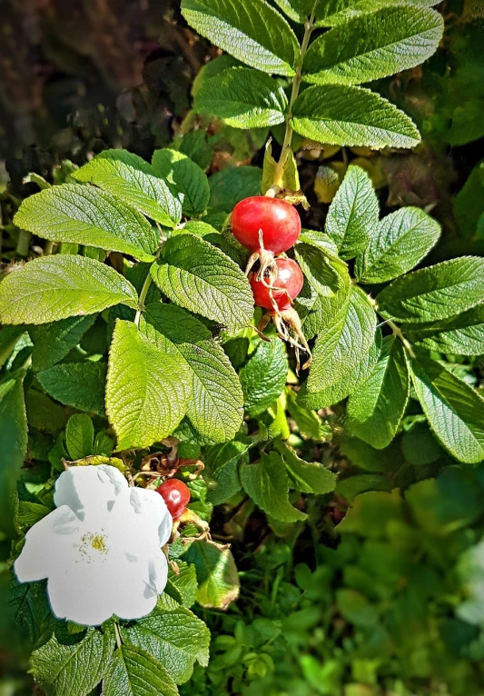 a close up of a bush with flowers and leaves, by Karl Völker, pixabay, renaissance, white and red roses, fruit, high res photo, shaded