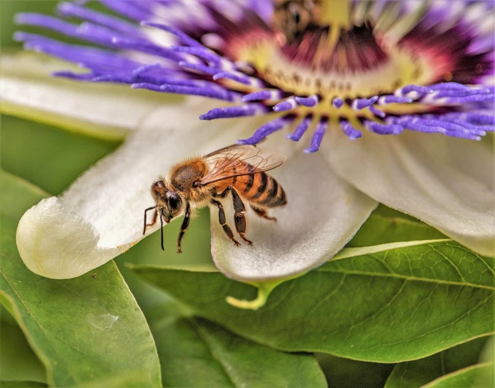 a close up of a bee on a flower, a macro photograph, by Robert Brackman, passion flower, honey and bee hive, high angle close up shot, small bees following the leader