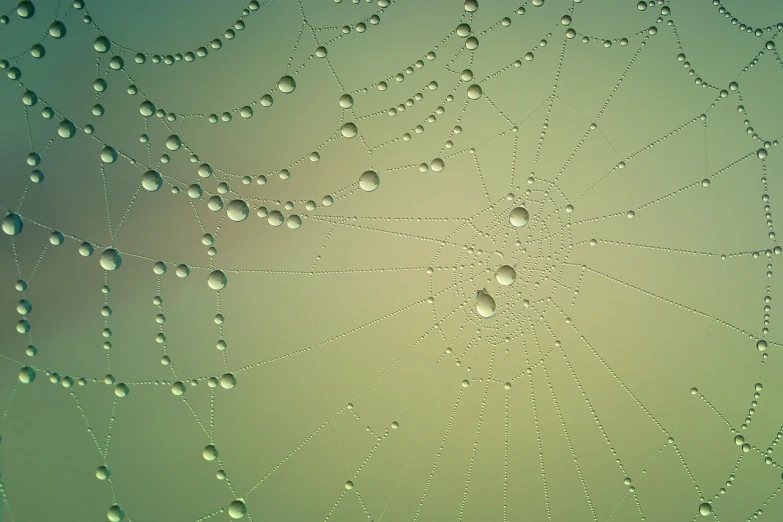 a spider web with water droplets on it, minimalism, highly detailed muted colors, full of greenish liquid, museum quality photo, microscopic photo