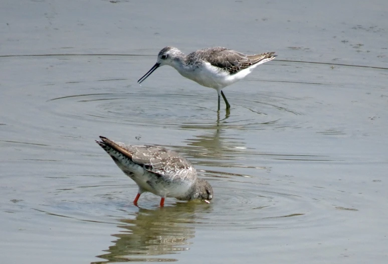 a couple of birds that are standing in the water, a portrait, by Robert Brackman, flickr, with long antennae, puce and vermillion, grey, rice