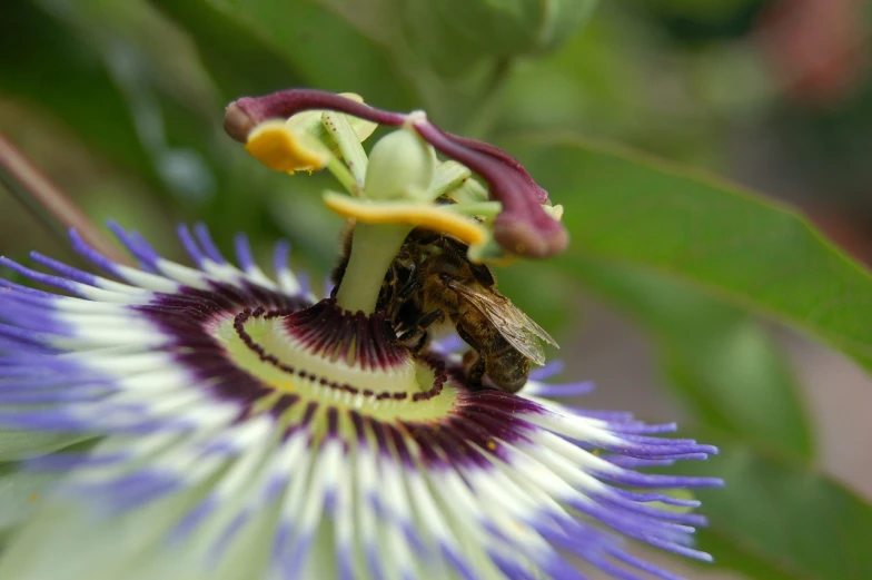 a close up of a flower with a bee on it, a macro photograph, by Robert Brackman, hurufiyya, passion flower, various posed, close establishing shot, istock