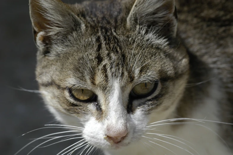 a close up of a cat looking at the camera, by Dave Allsop, flickr, portrait 4 / 3, afp, scowling, hyper-detail