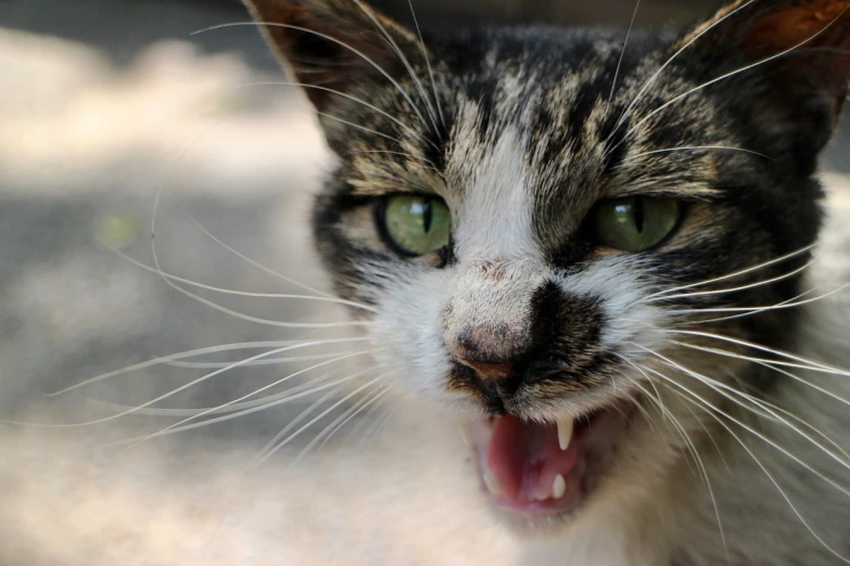 a close up of a cat with its mouth open, by Tom Carapic, flickr, battered, afp, closeup photo