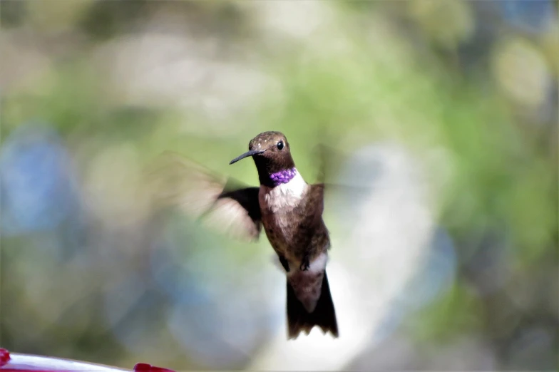 a hummingbird flying towards a humming feeder, a portrait, by Jim Nelson, unsplash, dressed in purple, dove, a still of a happy, amethyst