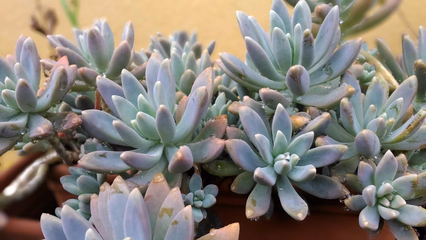 a close up of a plant in a pot, precisionism, pale bluish skin, clones, at dusk!, glistening seafoam