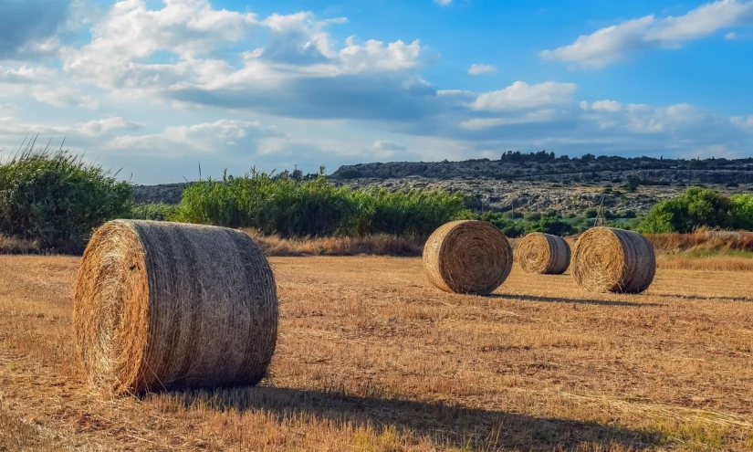 hay bales in a field with trees in the background, a picture, by Steven Belledin, shutterstock, cyprus, phone wallpaper, spherical, ultrawide landscape