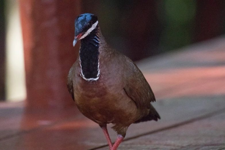 a close up of a bird on a wooden surface, flickr, nighttime!, full body shot, shaven, peruvian looking