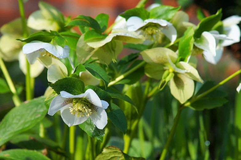 a group of white flowers with green leaves, inspired by Frederick Goodall, pixabay, romanticism, anemone, great light and shadows”, greenish colors, closeup!!!!!!