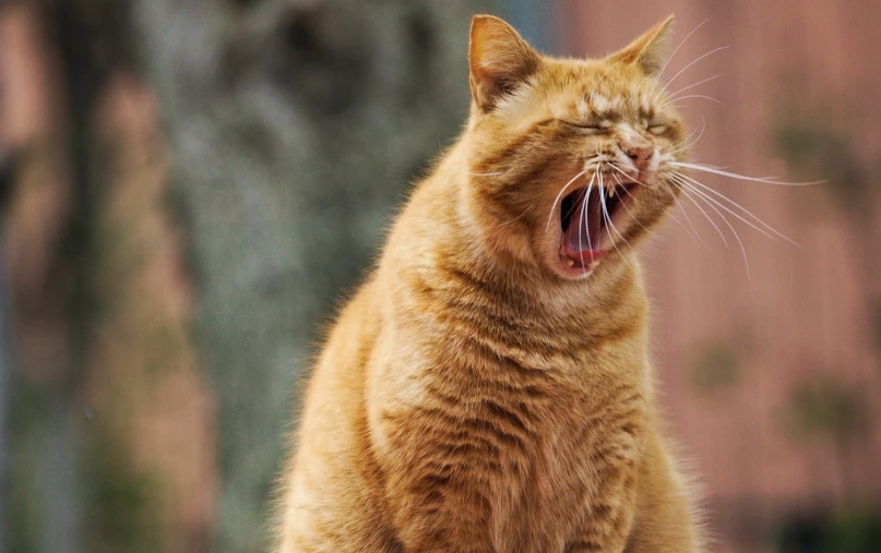 a close up of a cat with its mouth open, a picture, by Matija Jama, shutterstock, screaming in pain, hr ginger, fat cat, sing for the laughter