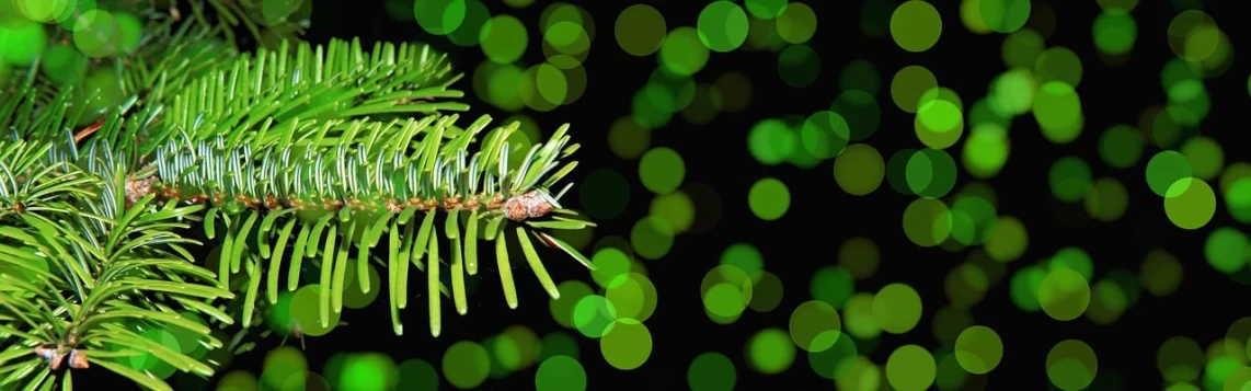 a close up of a branch of a pine tree, by Jan Rustem, pixabay, glowing green lights, an illustration, bokeh photo, christmas night