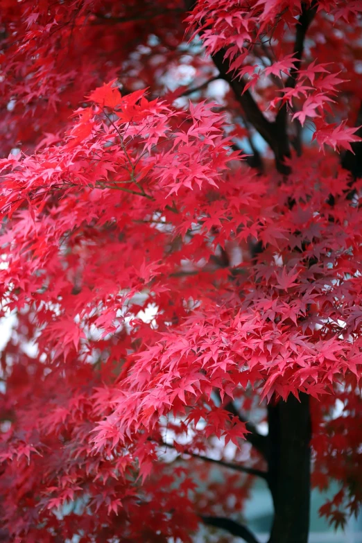 a close up of a tree with red leaves, by Torii Kiyomasu II, 5 5 mm photo, vivid!!, 1 0 / 1 0, hyperdetailed!!