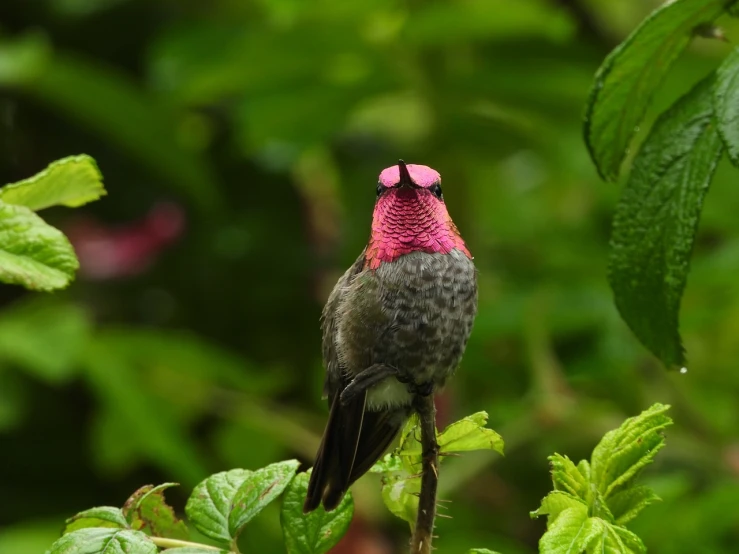 a hummingbird sitting on top of a tree branch, a portrait, by Robert Brackman, fuchsia skin beneath the armor, just after rain, bird\'s eye view, sharp focus - h 8 0 0