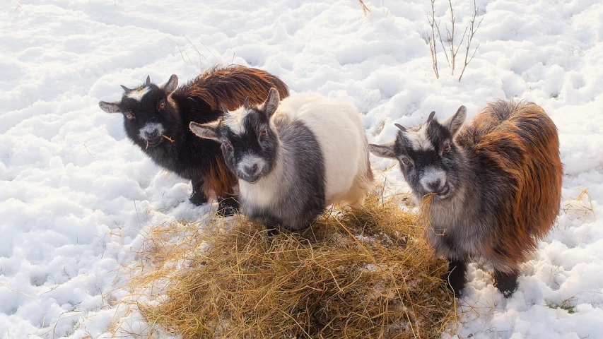 a group of goats standing on top of a pile of hay, a photo, by Jacob Kainen, shutterstock, in the snow, three dwarf brothers, closeup photo, 🦩🪐🐞👩🏻🦳