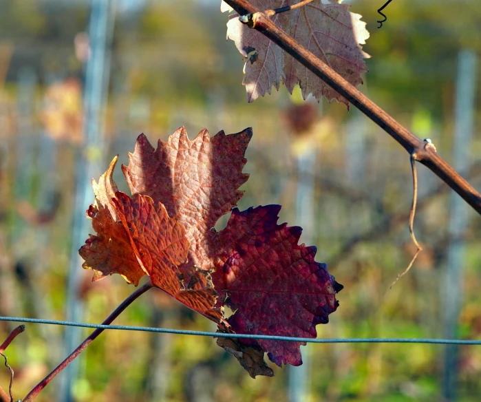 a close up of a leaf on a wire fence, by Werner Gutzeit, flickr, happening, an idyllic vineyard, faded red colors, trio, leaves in foreground