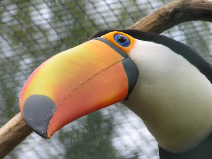 a close up of a colorful bird on a branch, flickr, 6 toucan beaks, “portrait of a cartoon animal, anthropomorphic penguin, nose