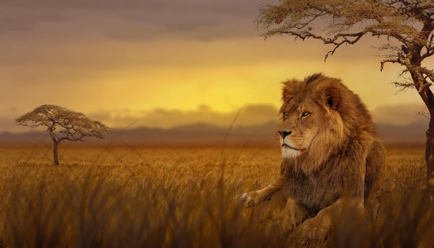 a lion sitting in a field next to a tree, by Galen Dara, trending on pixabay, fantastic realism, savana background, 3840 x 2160, bottom angle, at dawn