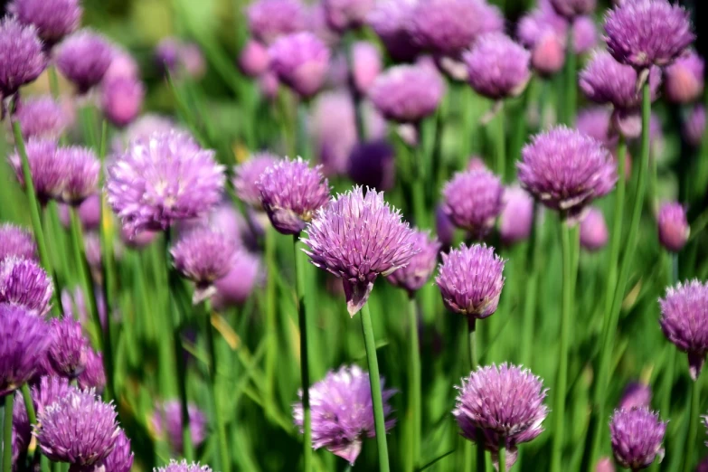 a bunch of purple flowers sitting on top of a lush green field, pexels, hurufiyya, onions, pink bees, celtic, gardens with flower beds