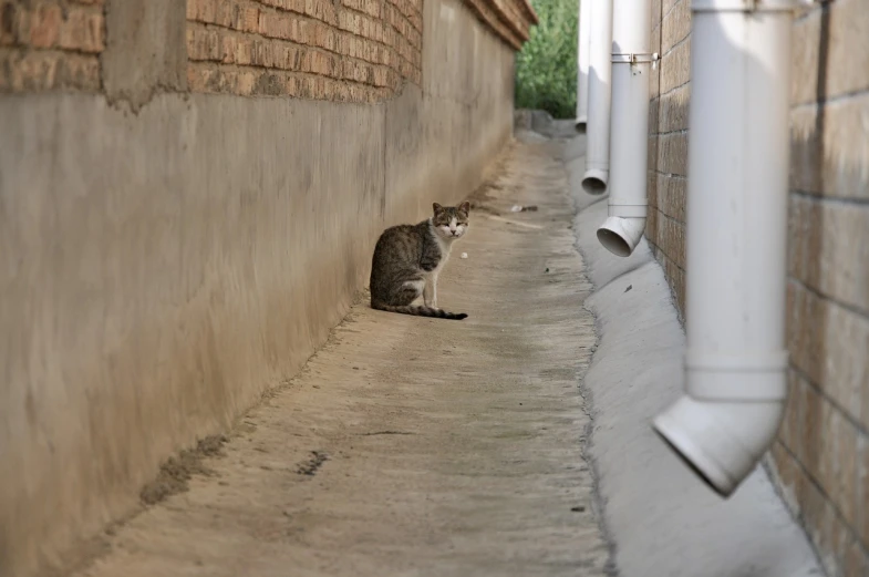 a cat sitting on the side of a building, a picture, by Yi Jaegwan, shutterstock, samarkand, green alley, stock photo, hi-res photo