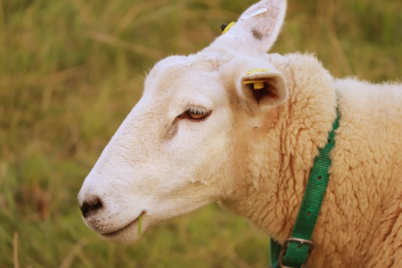 a close up of a sheep with a collar on, a portrait, by Robert Brackman, shutterstock, calm feeling, face photo, grazing, dlsr photo