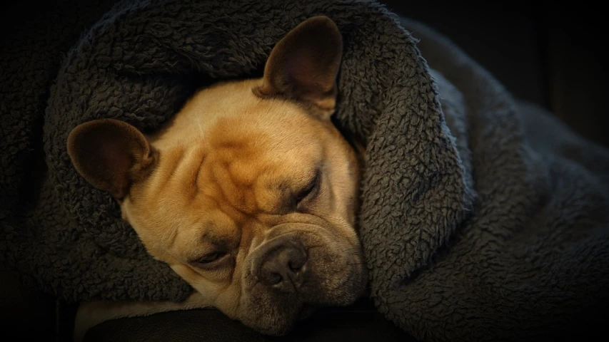 a close up of a dog sleeping under a blanket, by Adam Marczyński, pixabay, baroque, french bulldog, sick with a cold, cold temperature, a dark
