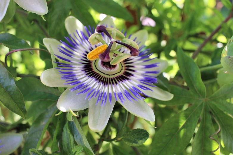 a close up of a flower on a tree, by Gwen Barnard, arabesque, passion flower, white and blue, closeup - view, various posed