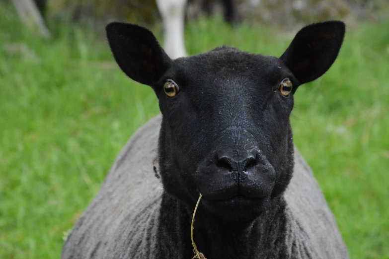 a black sheep standing on top of a lush green field, a portrait, by Robert Brackman, flickr, closeup of the face, grey, ready to eat, dark-skinned