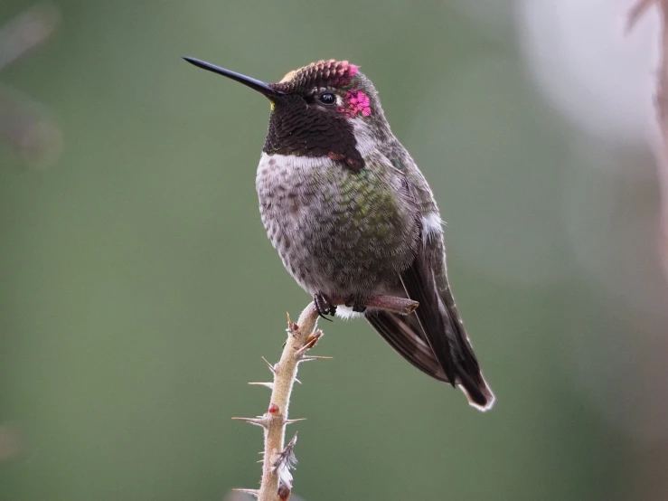a hummingbird sitting on top of a tree branch, a portrait, by Arnie Swekel, flickr, full view with focus on subject, antennae, 2 0 2 2 photo, various posed
