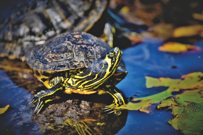 a turtle sitting on top of a puddle of water, by Maksimilijan Vanka, pixabay, visual art, 🦩🪐🐞👩🏻🦳, blue and yellow fauna, older male, shot of a highly detailed