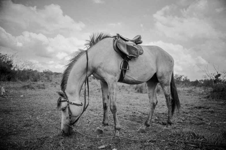 a horse with a saddle standing in a field, a black and white photo, by Matthias Weischer, unmistakably kenyan, james zapata, low detailed, resting on a tough day