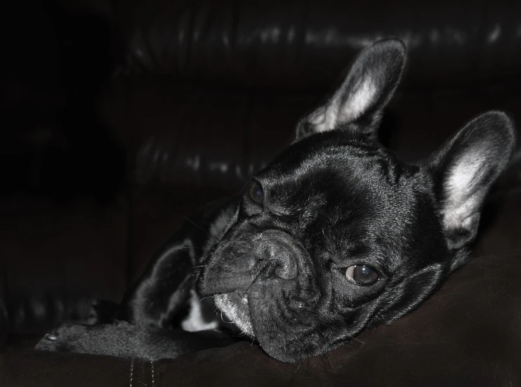 a close up of a dog laying on a couch, by Leo Michelson, pexels, photorealism, french bulldog, black on black, deep colour\'s, boyish face