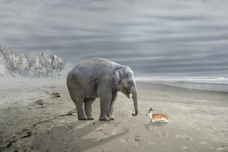 an elephant standing on top of a sandy beach next to a cat, a digital rendering, magic realism, funny photo, high definition photo, resting on a tough day, unhappy