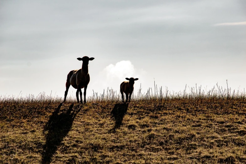 a couple of cows standing on top of a grass covered field, by Thomas Bock, precisionism, silhouettes, mobile wallpaper, sheep, young and slender