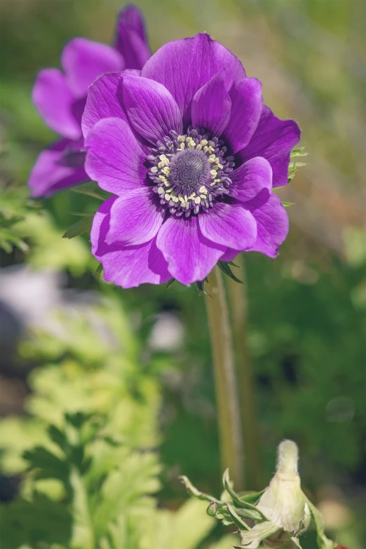 a close up of a purple flower on a plant, a portrait, inspired by Violet Oakley, unsplash, anemone, sharp focus!!, tall flowers, youthful colours