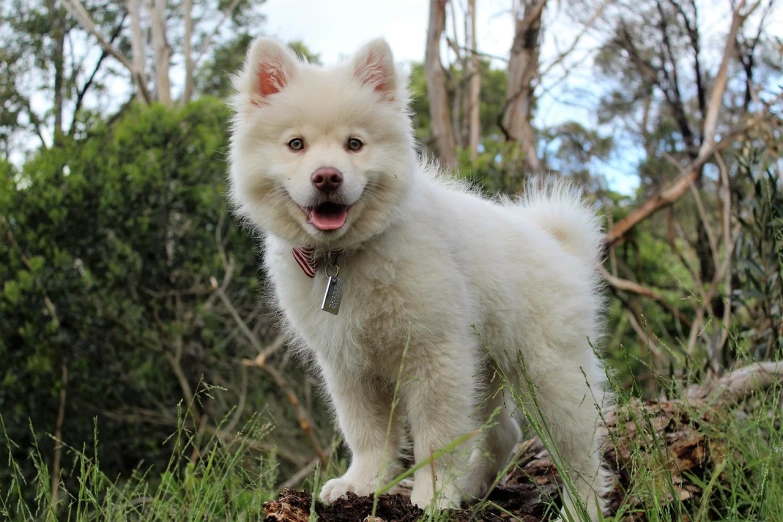 a small white dog standing on top of a lush green field, a pastel, hurufiyya, a dingo mascot, highly polished, smiling and looking directly, fluffy''