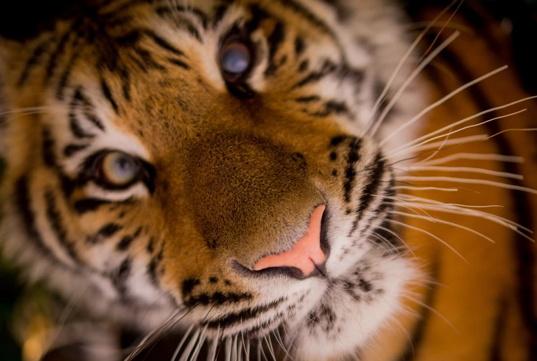 a close up of a tiger looking at the camera, a picture, by Matthias Weischer, today\'s featured photograph 4k, paw pov, wallpaper - 1 0 2 4, close-up of face