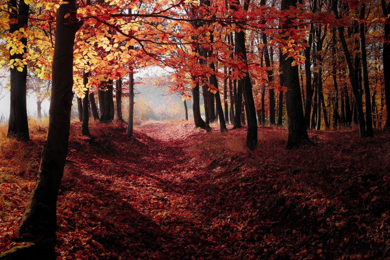 a forest filled with lots of red and yellow leaves, a photo, by Eugeniusz Zak, shutterstock, beautiful dark forest landscape, great light and shadows”, prize winning color photo, a beautiful pathway in a forest