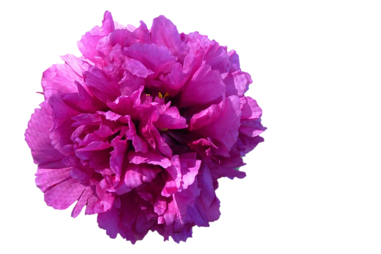 a close up of a pink flower on a black background, a digital rendering, romanticism, black peonies, giant carnation flower head, 4k high res, draped in purple