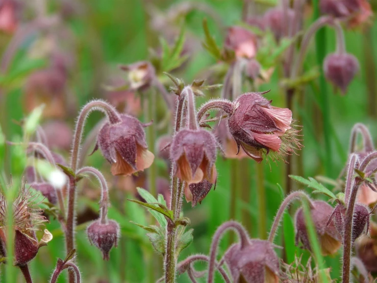 a bunch of flowers that are in the grass, hurufiyya, muted brown, bells, unusual, reddish