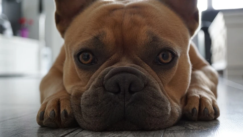 a close up of a dog laying on the floor, a picture, by Emma Andijewska, pexels contest winner, photorealism, french bulldog, fierce expression 4k, closeup 4k, frontal close up