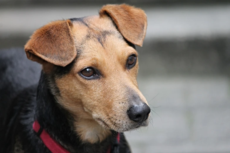 a brown and black dog with a red collar, a portrait, inspired by Elke Vogelsang, pixabay, jack russel dog, face-on head shot, small ears, cute furry needs your help