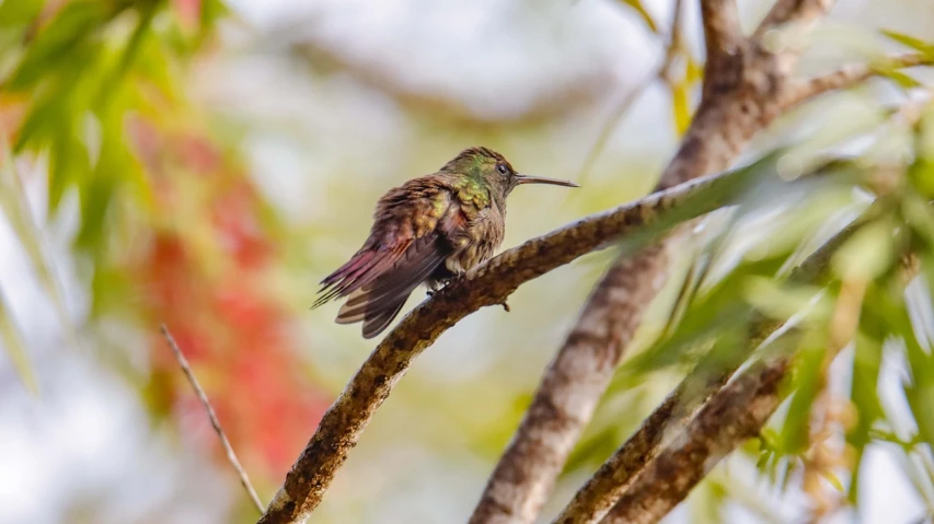 a small bird sitting on top of a tree branch, by Peter Churcher, hummingbird, rare bird in the jungle, green and pink, ivan bolivian