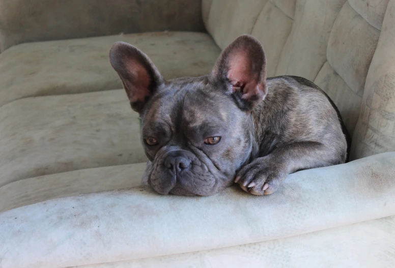 a dog that is laying down on a couch, bauhaus, french bulldog, weathered olive skin, that resembles a bull\'s, frown!