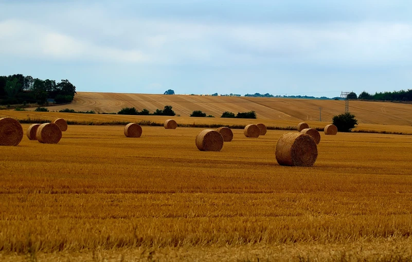a field full of hay bales with trees in the background, a stock photo, shutterstock, fine art, normandy, tall corn in the foreground, far away landscape shot, captured on canon eos r 6