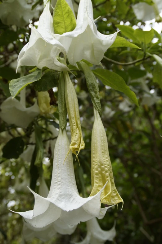 a couple of white flowers hanging from a tree, by Robert Brackman, shutterstock, hurufiyya, angel's trumpet, in marijuanas gardens, depth detail, pods