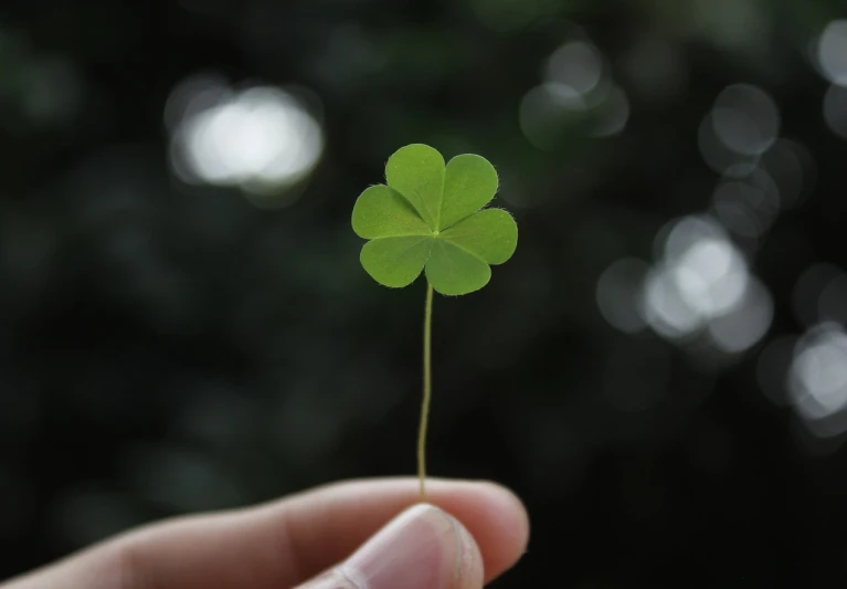 a person holding a four leaf clover in their hand, by Hiroyuki Tajima, unsplash, hurufiyya, tall thin, photorealistic photograph, wikimedia, indoor shot