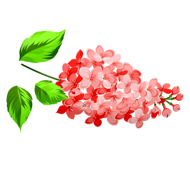 a bunch of pink flowers with green leaves, an illustration of, on black background, lilacs, simple red background, realistic scene